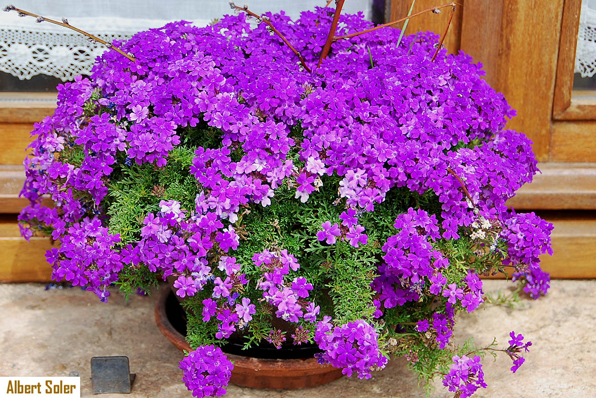 Resultado de imagen para FLORES