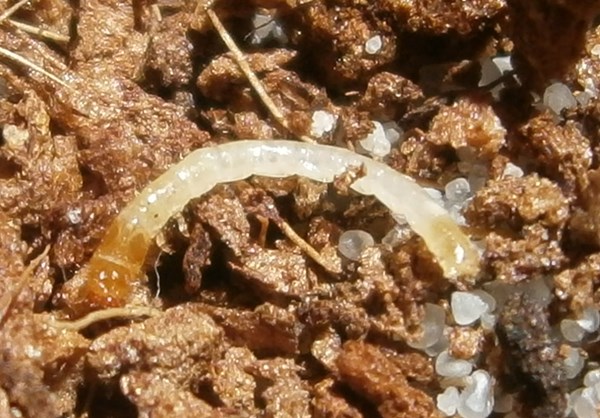 Eusattuslarva%25231.JPG