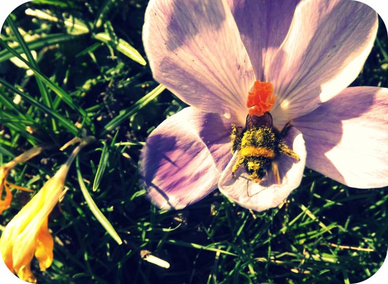 Mr Bumble Bee Covered in Pollen Waking Up For Spring