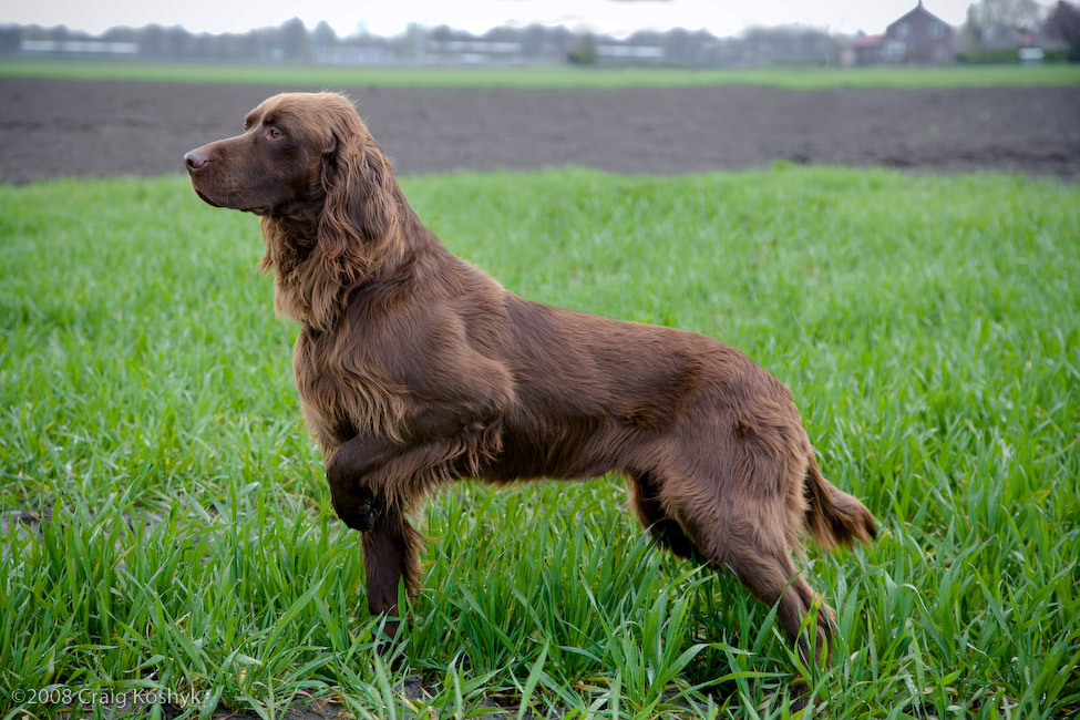 Pointing Dog Blog: Breed of the Week: German Longhaired Pointer