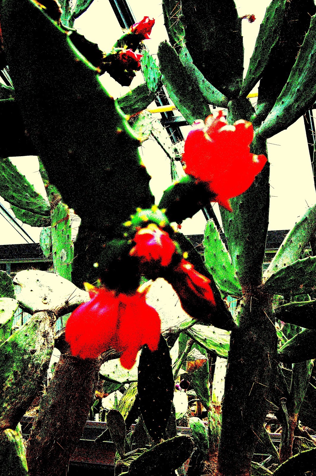 Esperanto Retmagazino Karapaco Panoramo 01 08 10 01 09 10