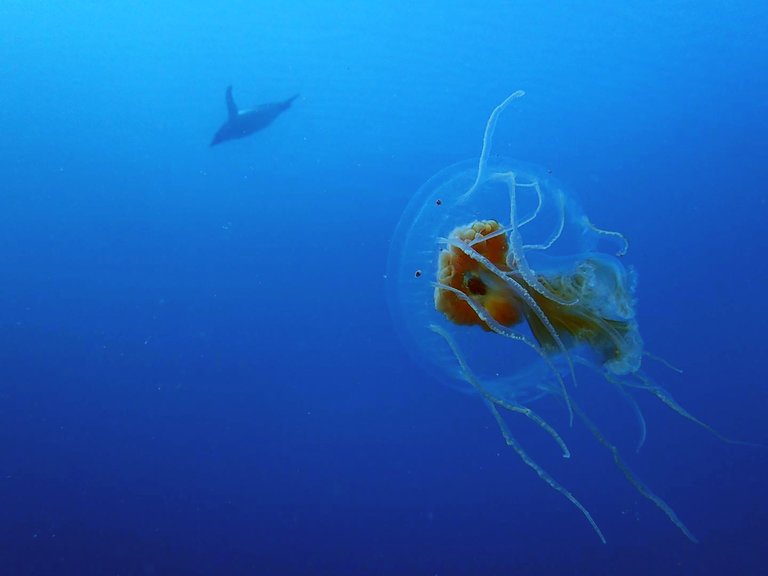 Who’s Eating Jellyfish? Penguins, That’s Who