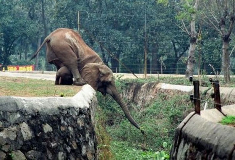 Funny Elephant Images 2011 Funny Animals