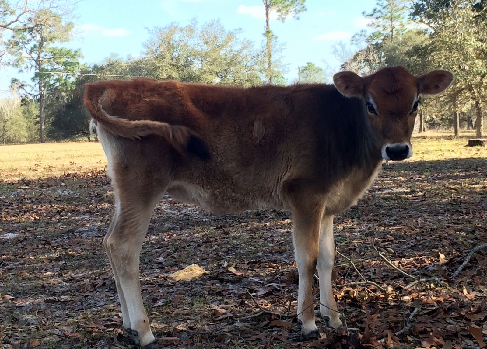 FOR STUD A2/A2 Jersey Dairy Bull