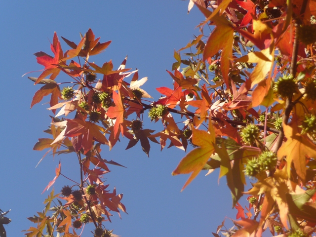 BIZIARIKLIK: OCOZOL o LIQUIDAMBAR (Liquidámbar styraciflua))