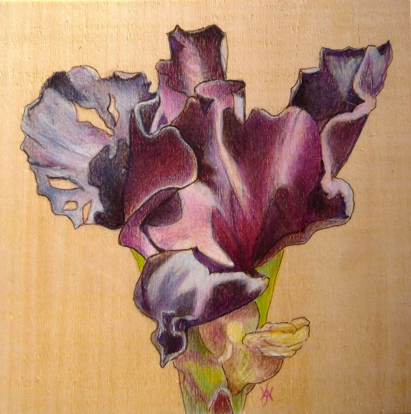 Rocky Mountain Society of Botanical Artists A Drawing a Day 30