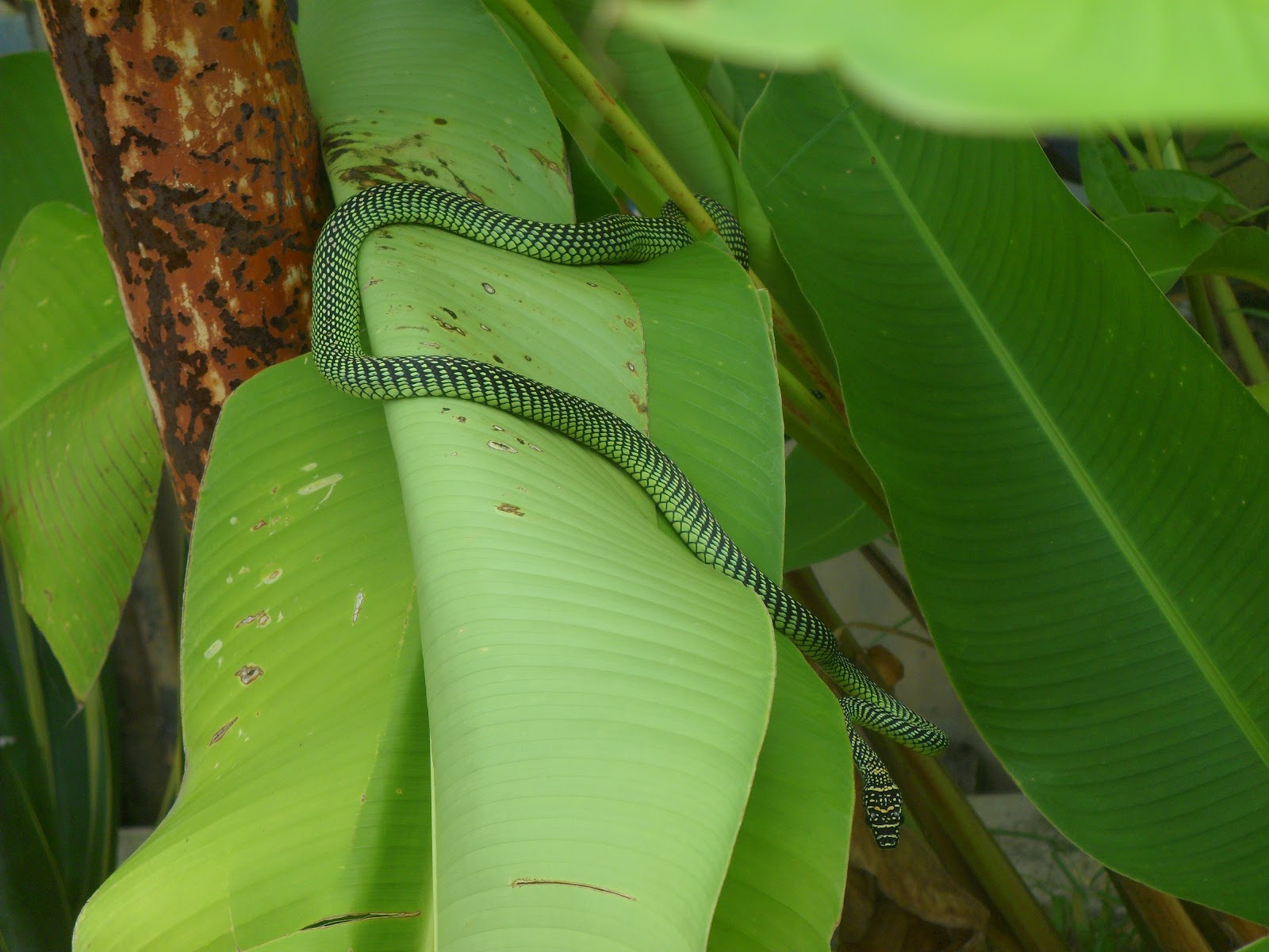 Nombor Ular Daun Perjalanan Pulang Ular Daun Di Tengah Hari