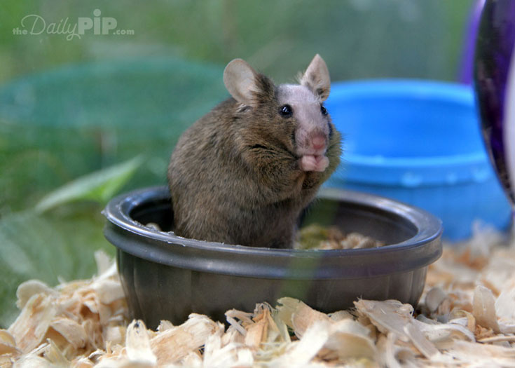 Pet Mouse In A Bowl Adopting a pet mouse