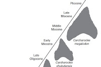 http://sciencythoughts.blogspot.co.uk/2015/07/carcharocles-megalodon-did-megashark.html
