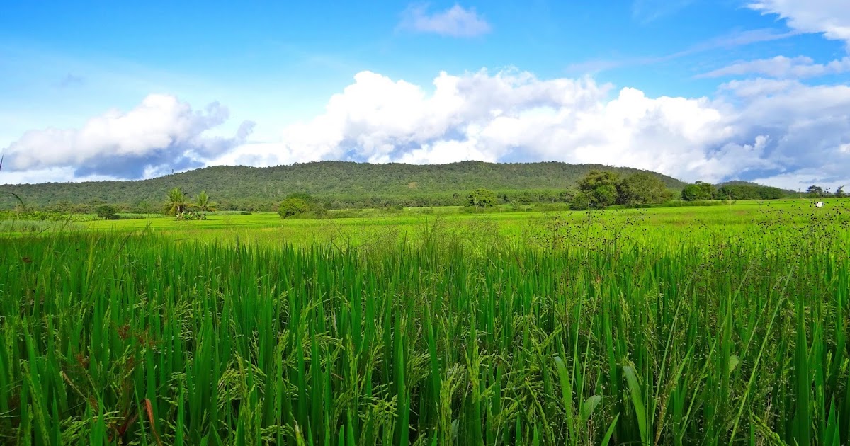 Uma Patil शालू हिरवा... Greenary... Marathi Kavita... Marathi Poem