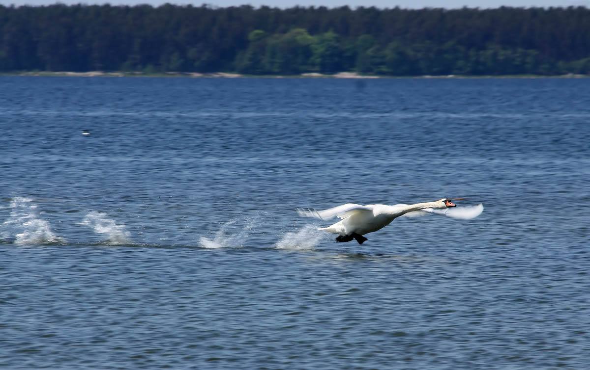 Suomalaisena Virossa: Kesäkiireitä jaettuna kahteen taloon