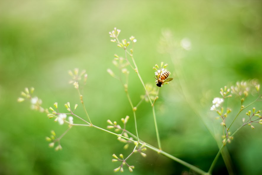 Wild Flower and Bee