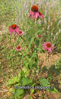 echinacea purpurea erbe aromatiche ed officinali confetture ortica birdwatching e altro nel giardino dell'ortica fattoria didattica in Appennino a Savigno Valsamoggia Bologna vicino Zocca