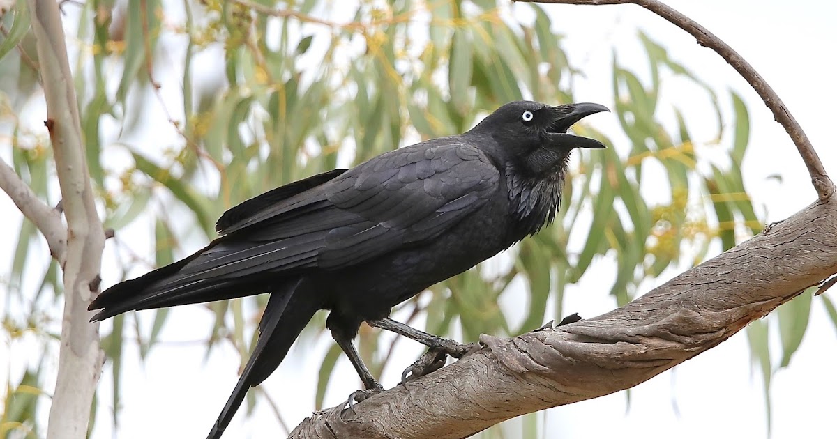 Avithera Australian Raven