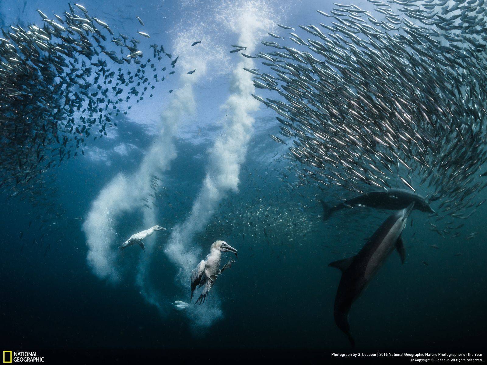 Призёры фотопремии Nature Photographer of the Year 2016