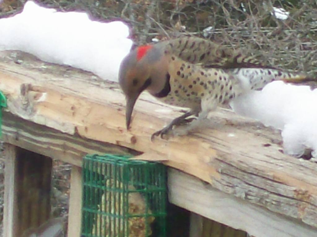 Intuitive Value Homemade Suet for Woodpeckers