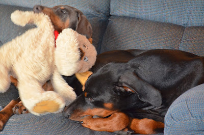 Misty Blue and her "puppy" Photo by Trisha Field