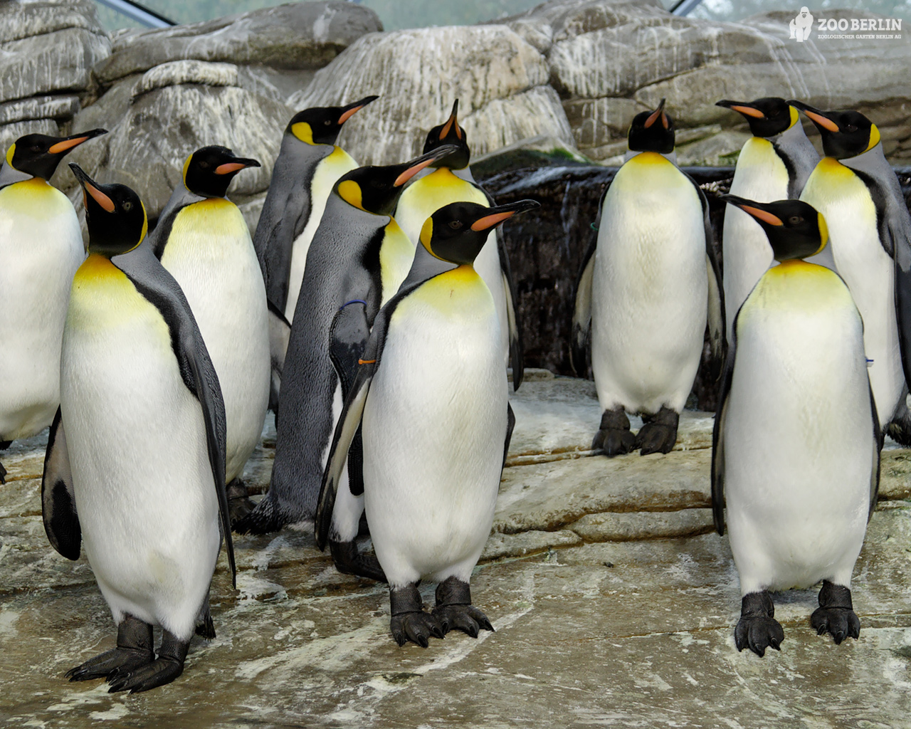 The Beauty Of Penguin