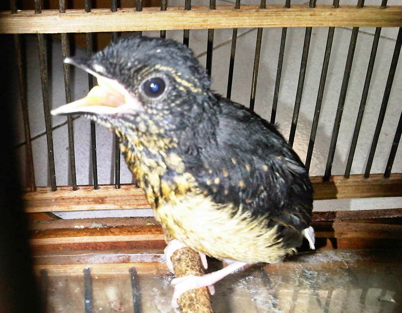 BURUNG MURAI Perbedaan Piyik Murai Batu Jantan dan Betina BURUNG MURAI Perbedaan Piyik Murai Batu Jantan dan Betina