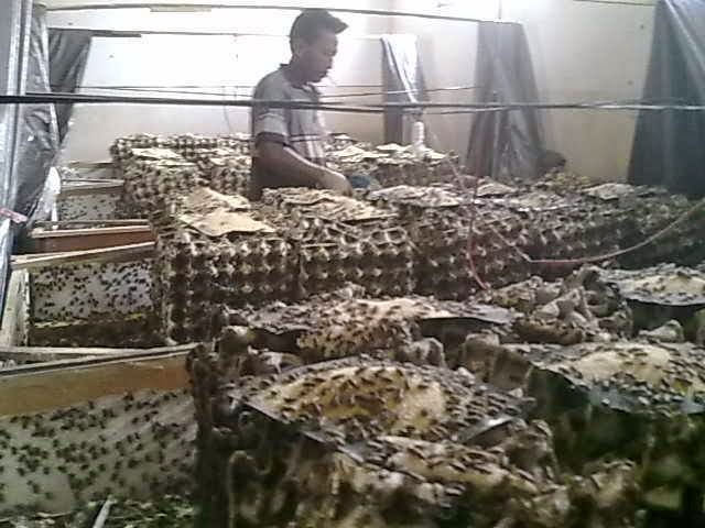 Ternak Jangkrik Bantul Daerah Istimewa Yogyakarta Pak Mulyono Silahkan Hubungi 085656642692