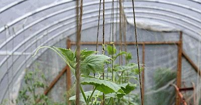 How to Grow Cucumber, Easy Different Tips to Grow Cucumber - Everything