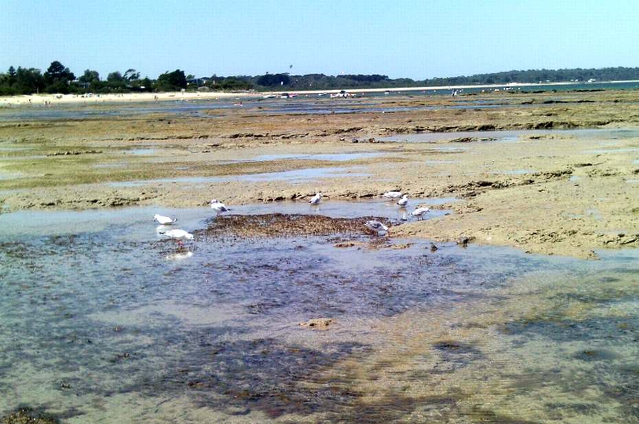 TRACKS, TRAILS AND COASTS NEAR MELBOURNE Very low tide at Balnarring Beach, Westernport Bay