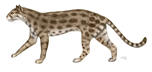 carnivora fosil Pseudaelurus