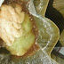 RESEP BUBUR SARI SARI (BUBUR KOLAK)