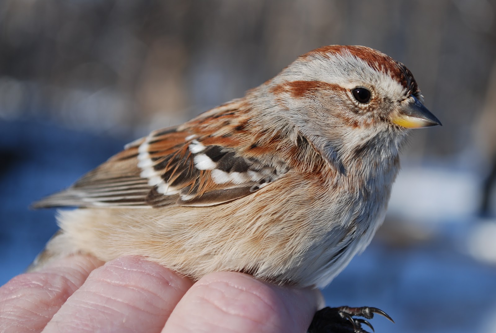 Minnesota Birdnerd Late Winter Bird Banding