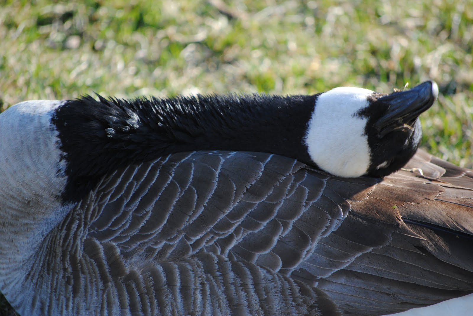 RAZMATAZ Goose Yoga
