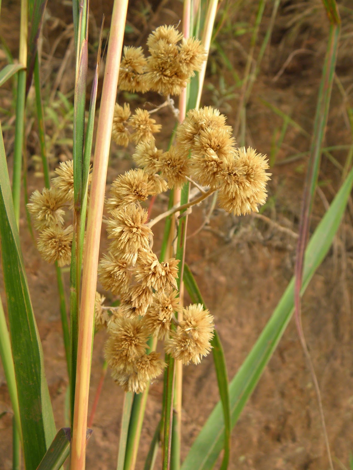 flora-o-da-macela