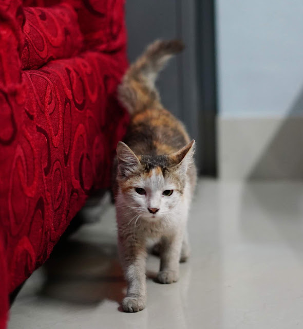 Sourajit Saha Pet Cat 3