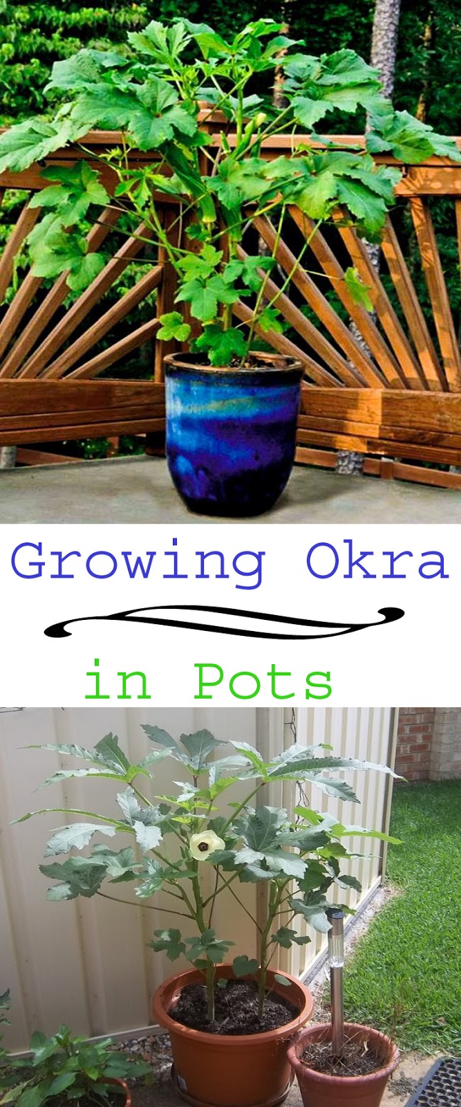 Learn How to Grow Okra Pinterest Gardening