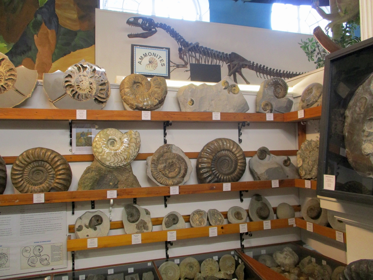 Love in the Time of Chasmosaurs Dinosaurland, Lyme Regis