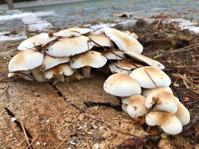 Cogumelos em Troncos de Árvores
