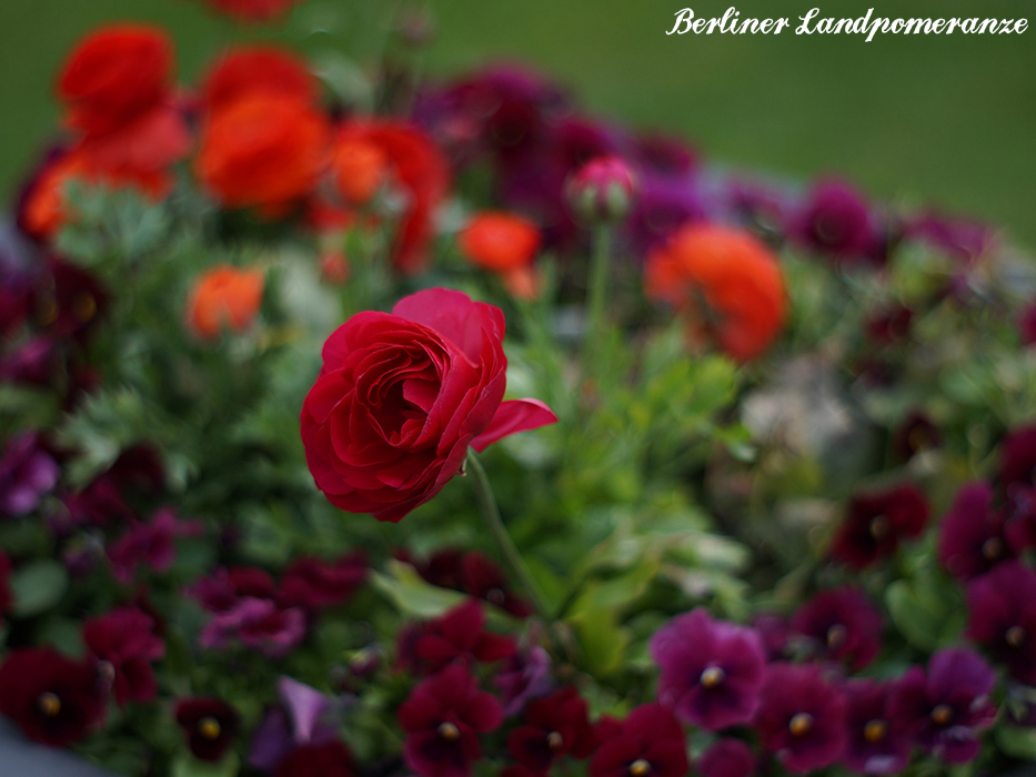 Berliner Landpomeranze: Ein Berlin-Gartenblog: IGA 2017 in Berlin
