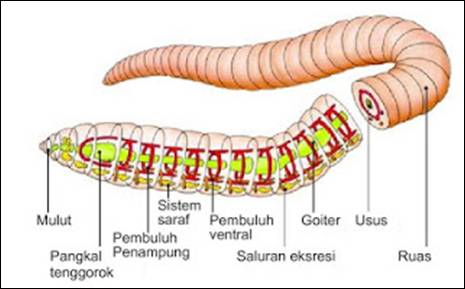Makalah Sistem Pernafasan Atau Respirasi Pada Gastropoda Cacing Teripang Cephalopoda Makalah Sistem Pernafasan Atau Respirasi Pada Gastropoda Cacing Teripang Cephalopoda