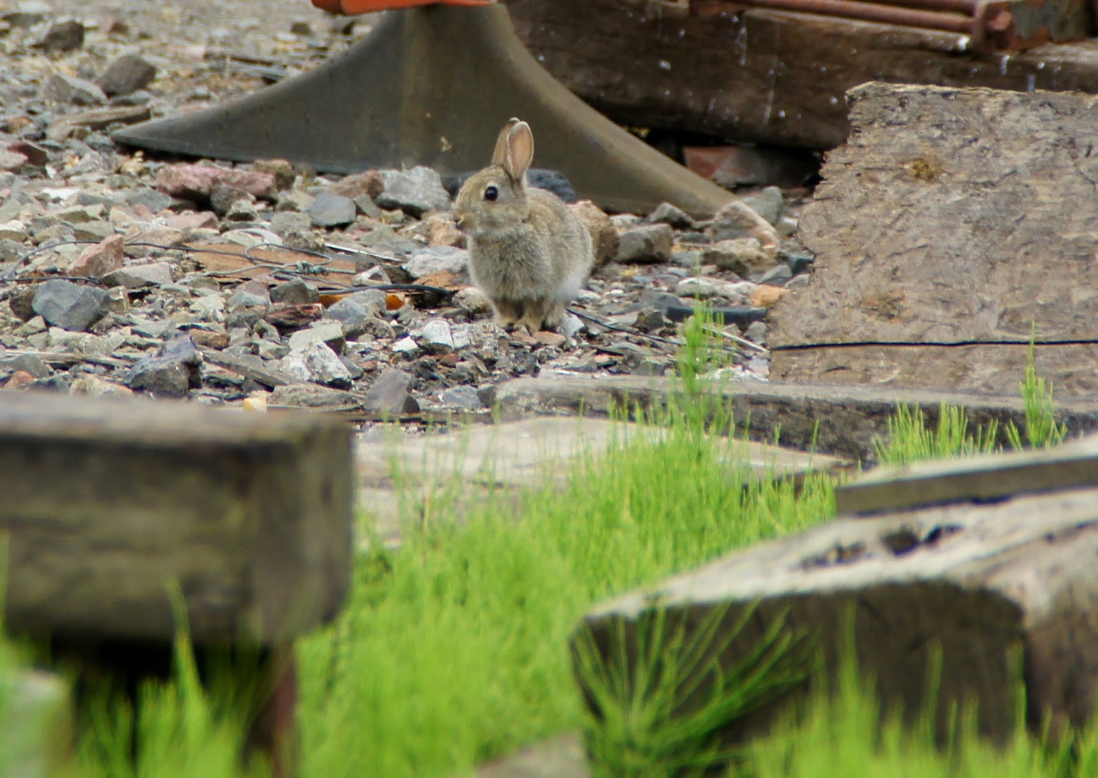 The Plant Hunter January 2008