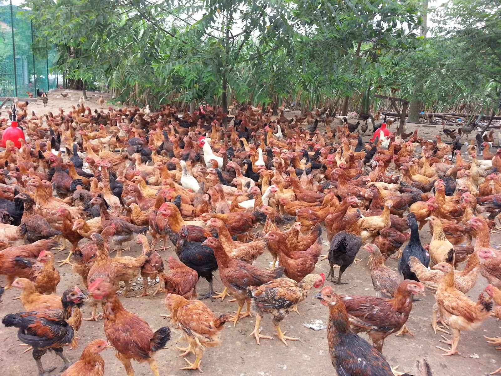 chăn nuôi gà thả vườn