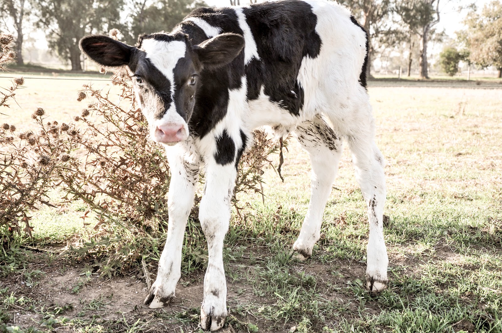 Windy Ridge Holsteins