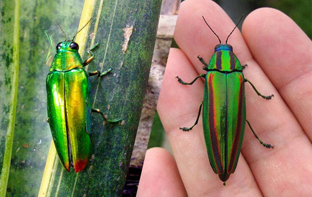 Mencari Samber Lilin Jantan Untuk Media Susuk Pengasihan Samber