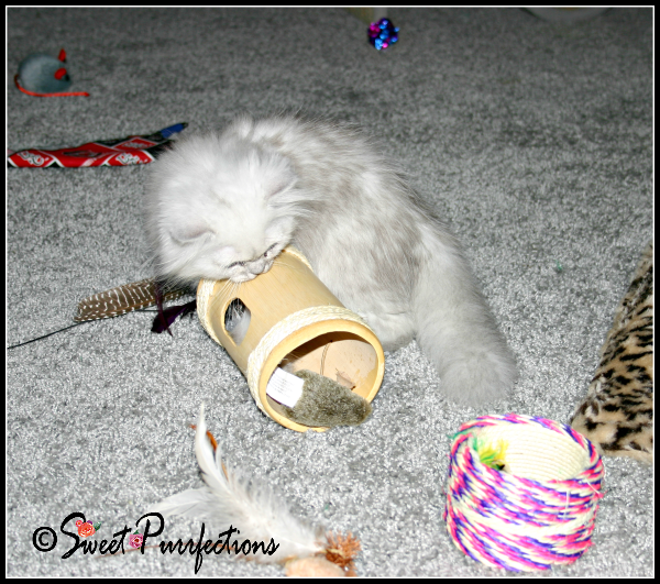 Baby Truffle playing with all her toys First day with toys
