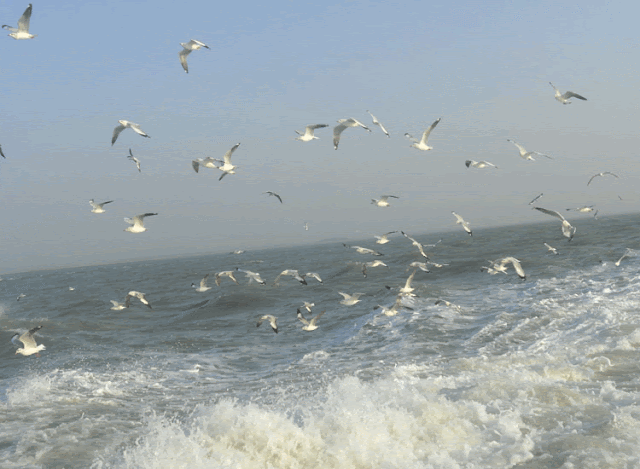 A flock of Seagulls 