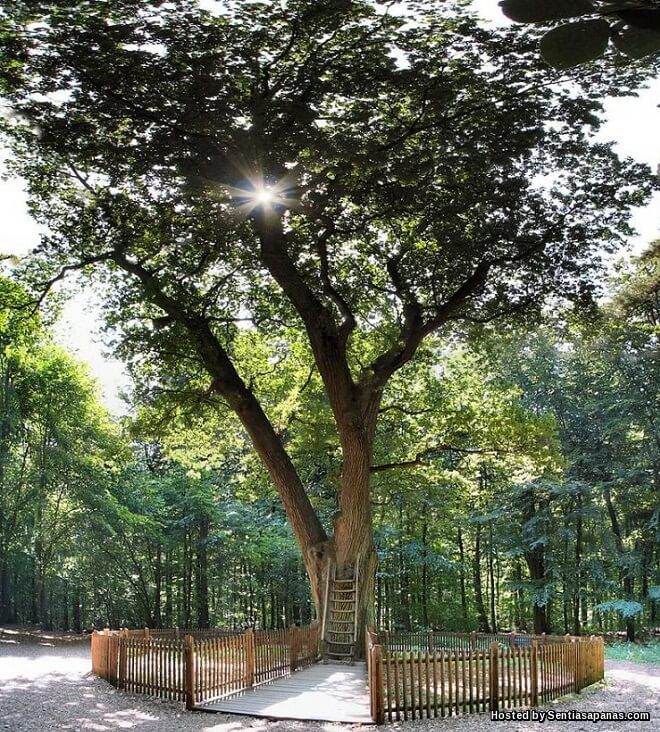 'Bridegroom Oak' Pokok Berusia 500 Tahun Jadi Pusat Cari Jodoh