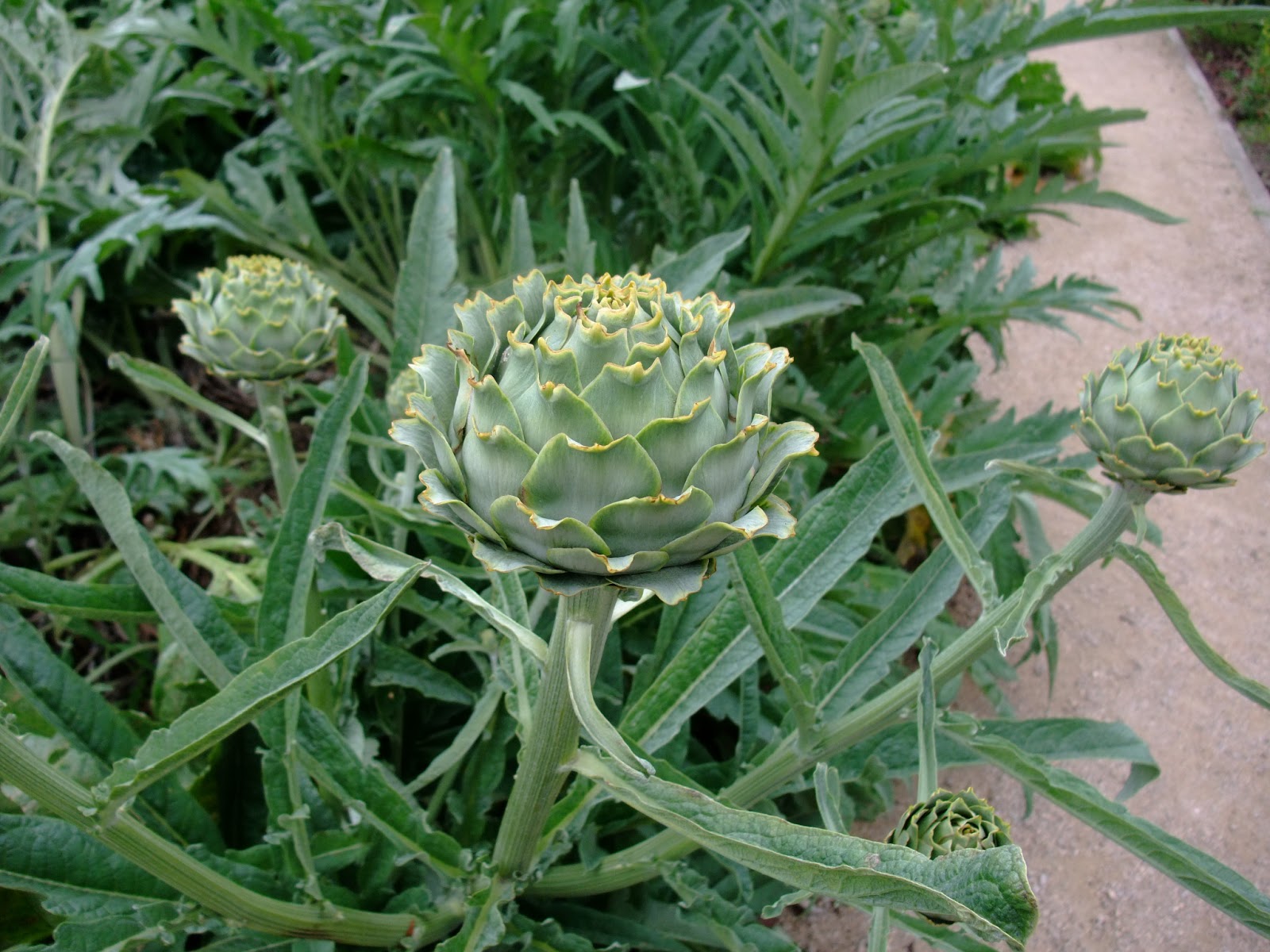HERBAL PICNIC GLOBE ARTICHOKE
