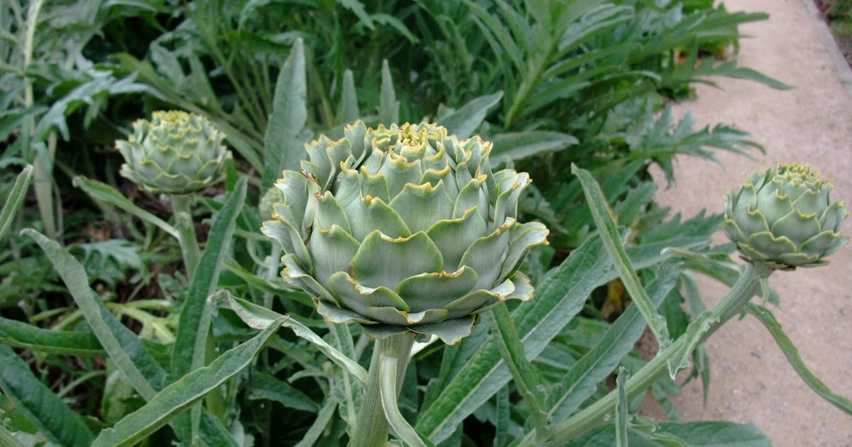 HERBAL PICNIC GLOBE ARTICHOKE