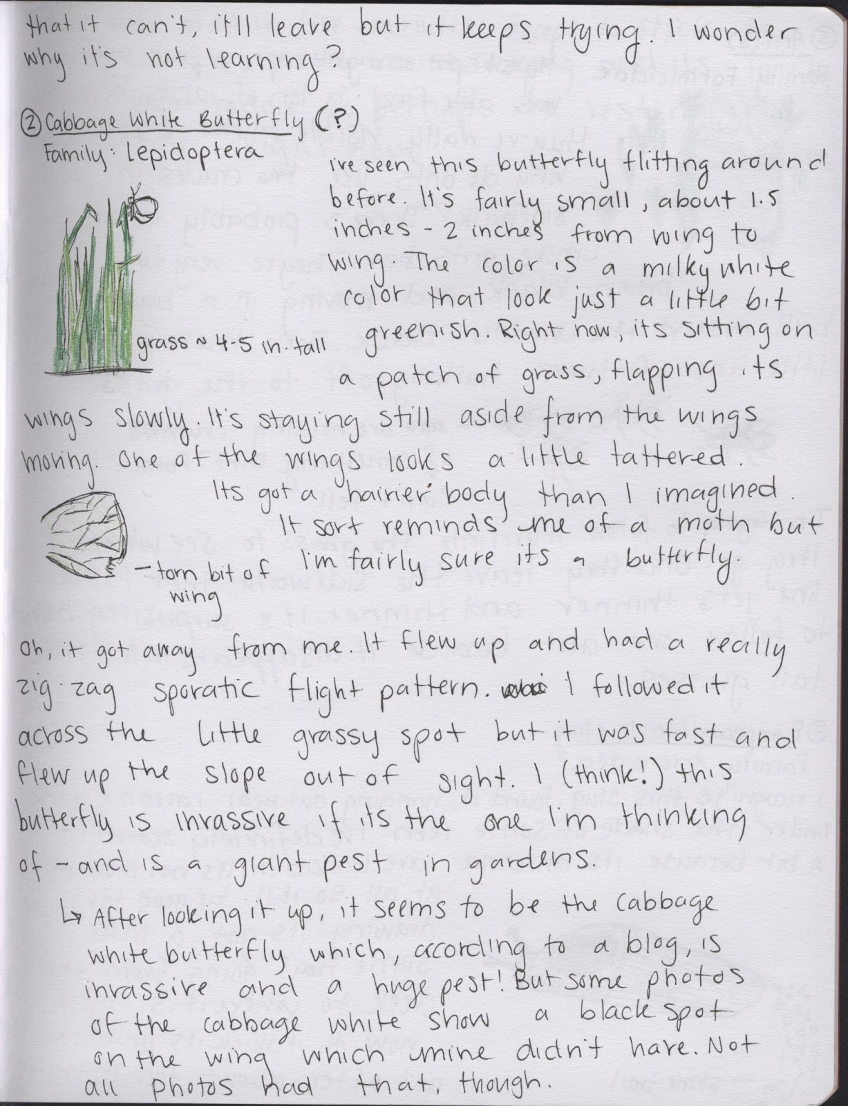 Natural History Journal Observations May 10th 2017