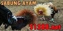 SABUNG AYAM