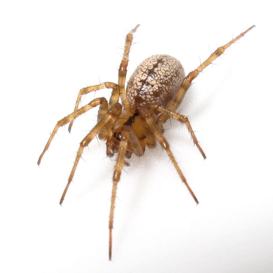 BugBlog Linyphiidae sheet weavers and money spiders