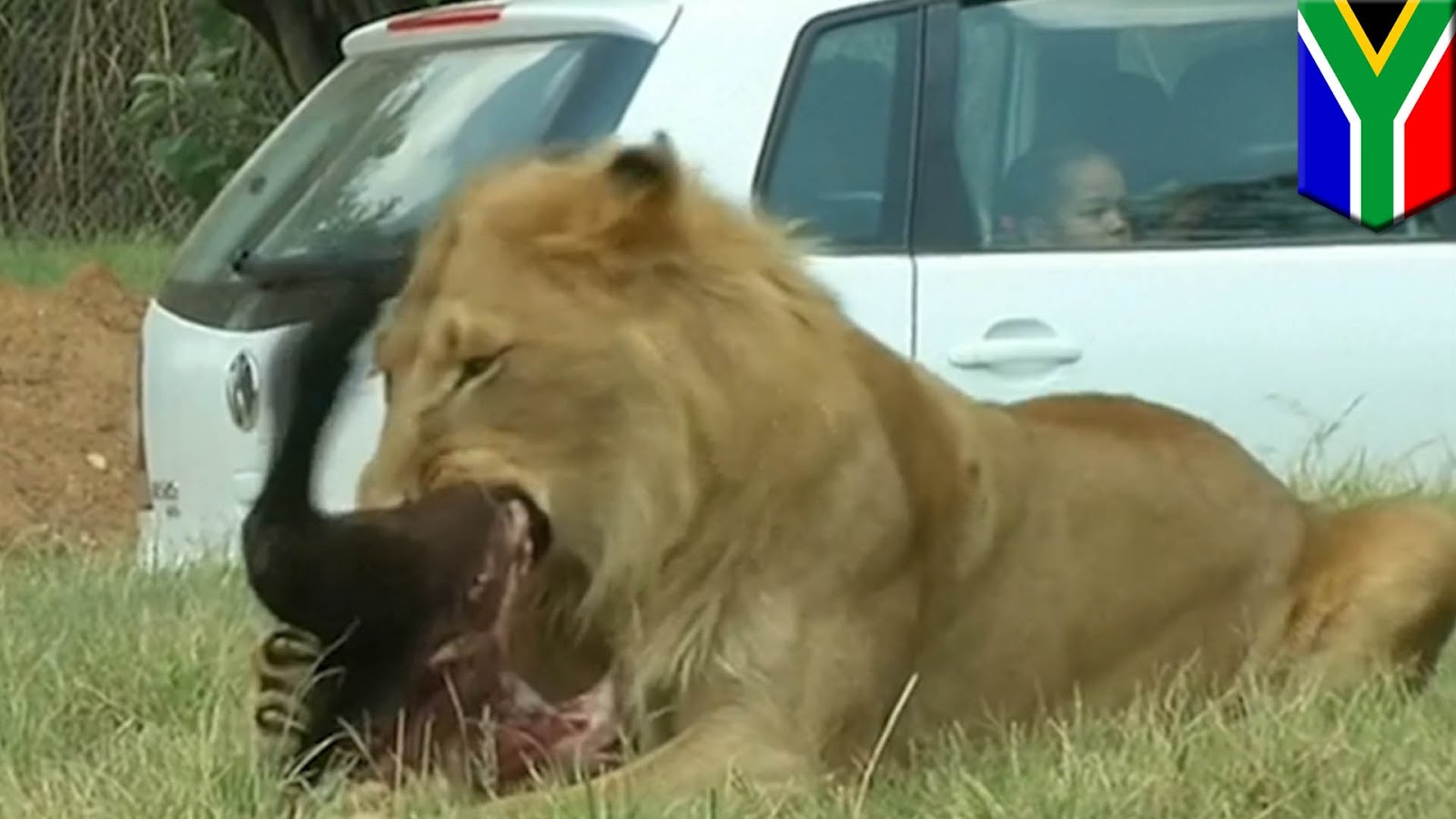Нападение львов. Животные нападают на людей.